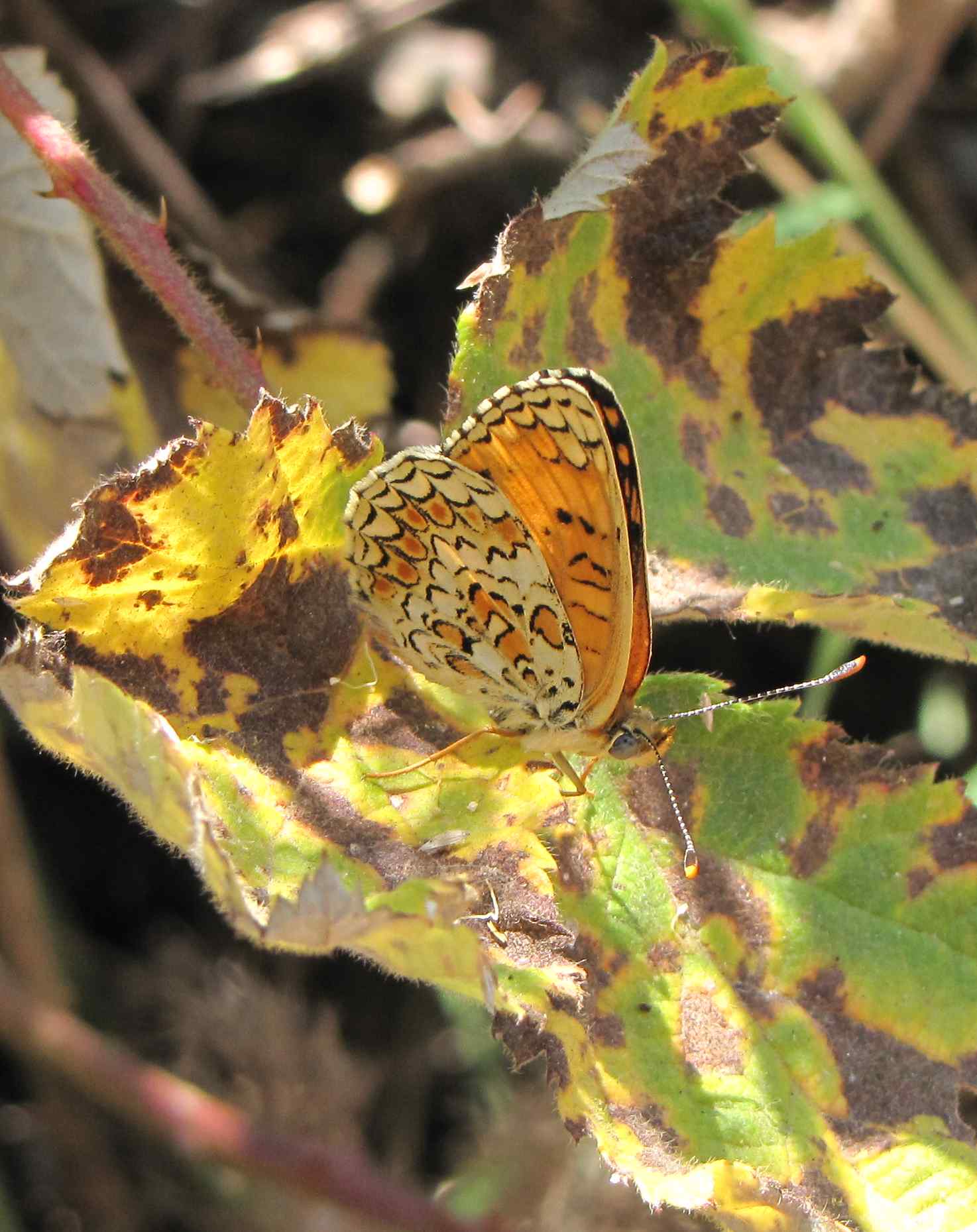 melitaea